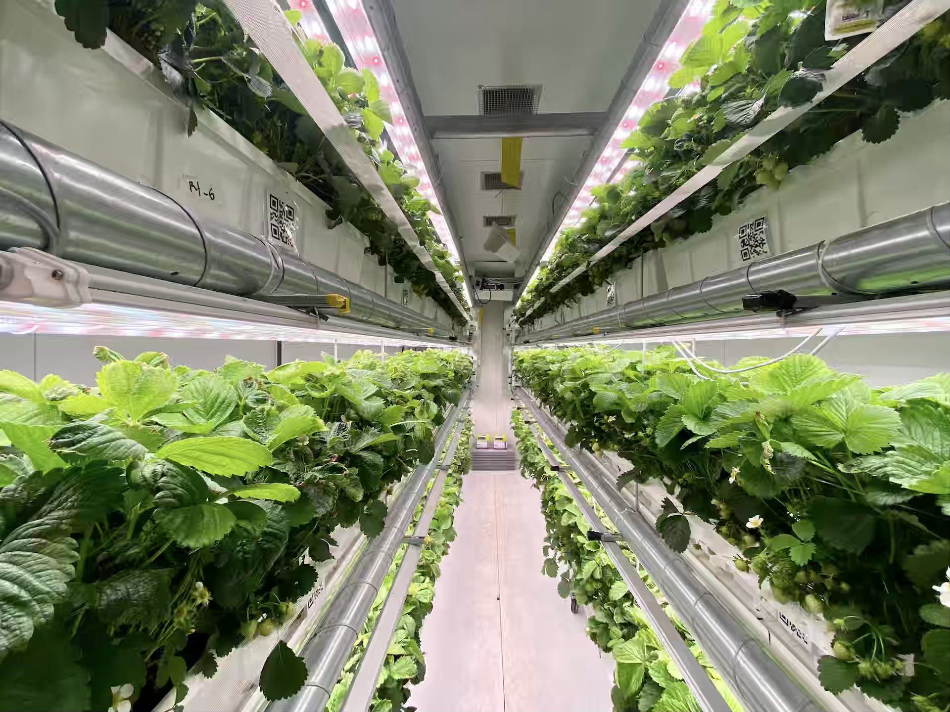 Vertical Farming Solutions For Strawberries - View in our container farm.