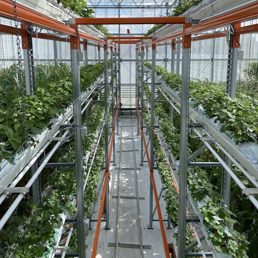 Vertical Farming Solutions For Strawberries - Multilayer strawberry farm in a rooftop greenhouse.
