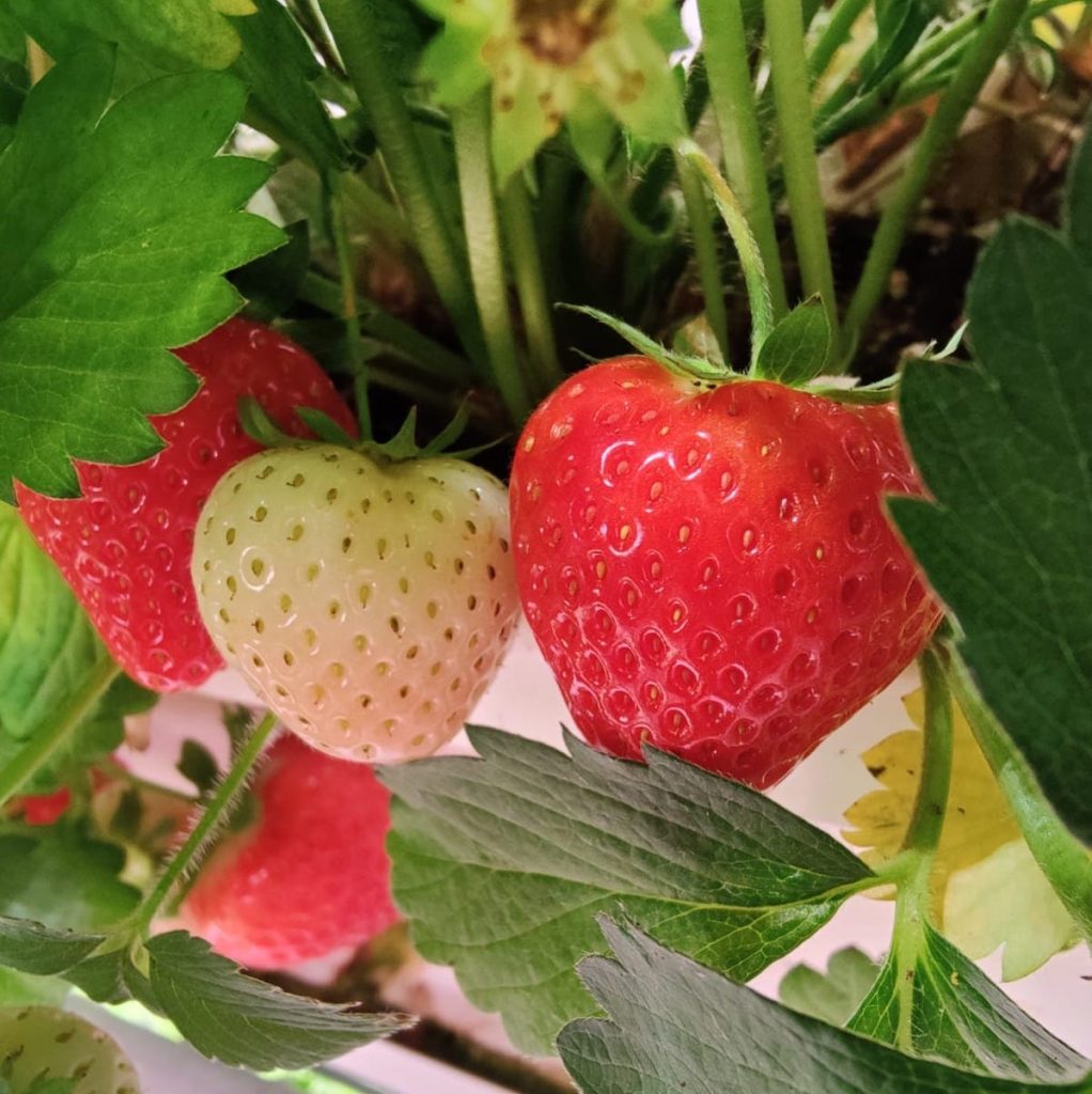 Strawberry vertical farming - Tasty red organic strawberry without pesticides.